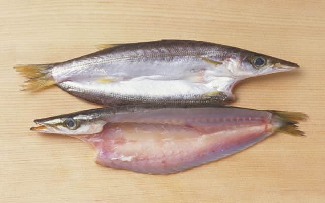 梭魚の画像