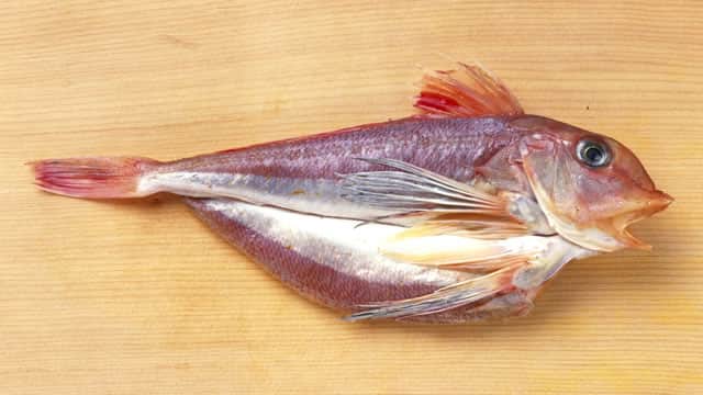 金頭／鉄頭／火魚の画像