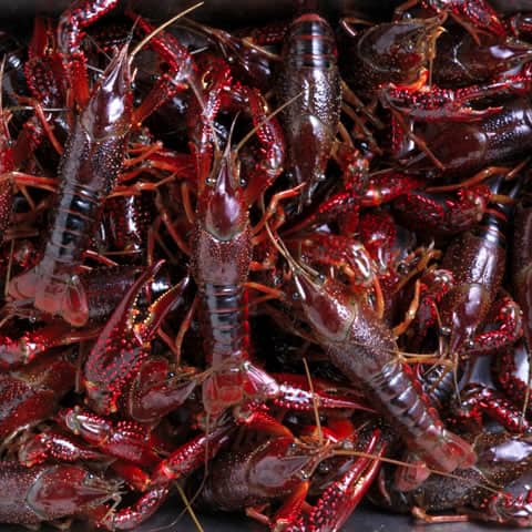 アメリカザリガニの画像