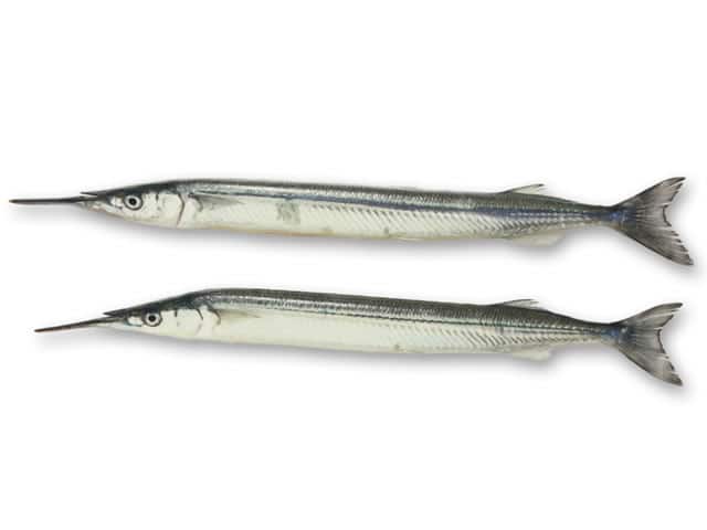 細魚の画像