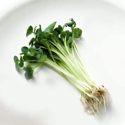貝割れ大根の画像