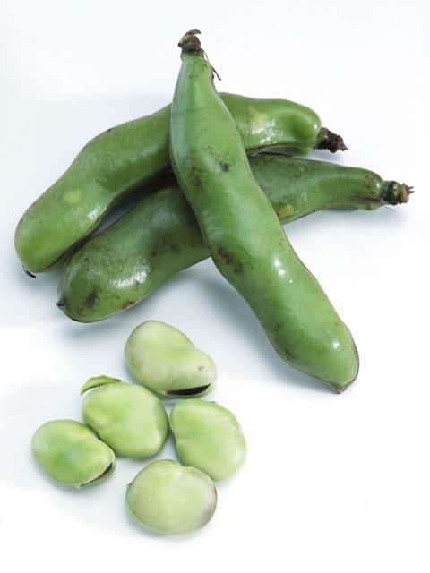 空豆／蚕豆の画像