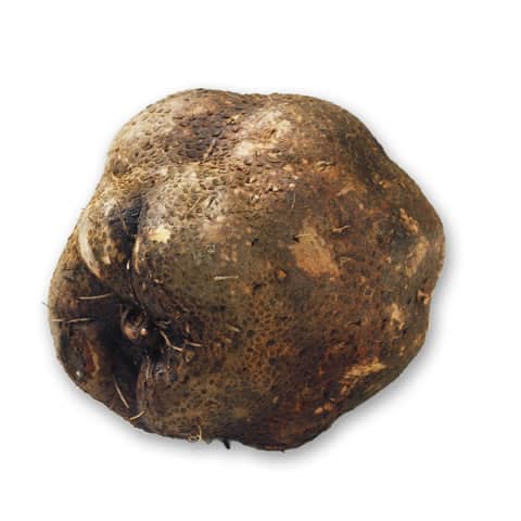 捏ね芋／仏掌薯の画像