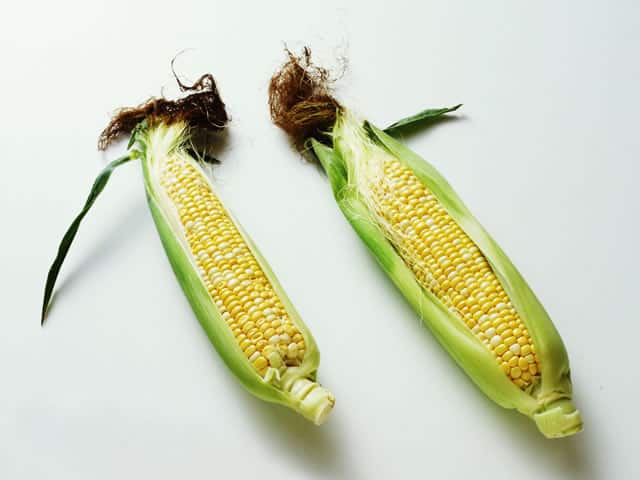 玉蜀黍の画像