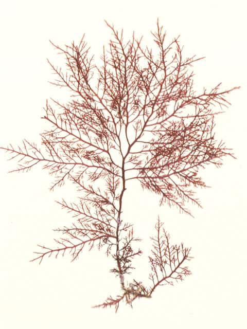 天草の画像