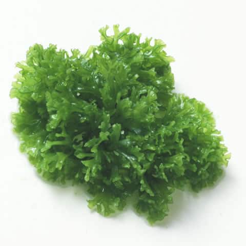 松海苔の画像
