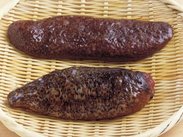海鼠の画像