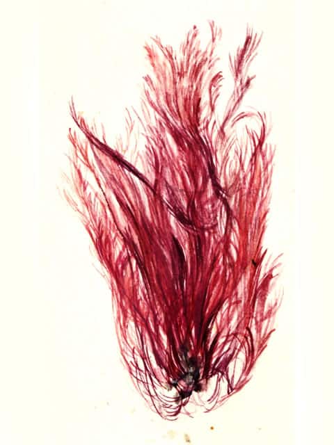 牛毛海苔の画像