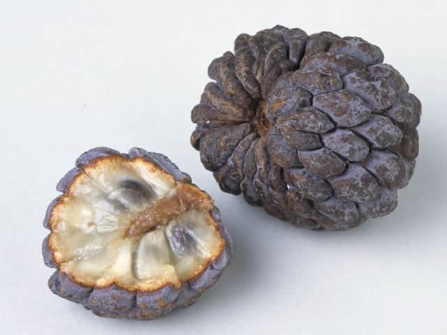 蕃茘枝の画像