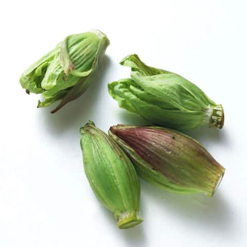 蕗の薹の画像