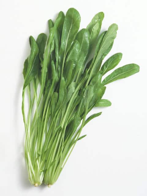 壬生菜の画像
