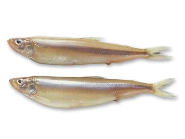 公魚の画像