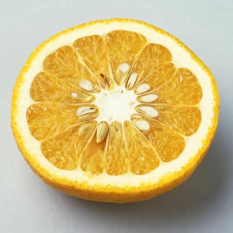 夏蜜柑の画像