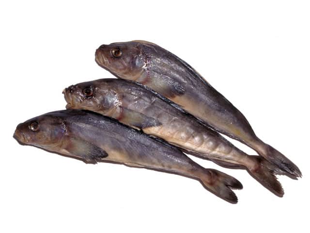 ホッケの画像