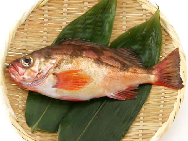 目張／眼張の画像