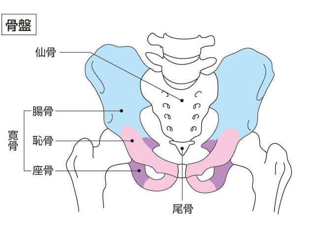 骨盤の画像