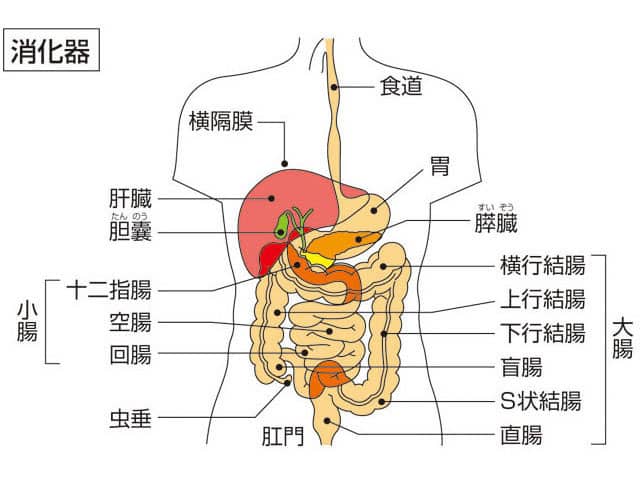 消化器の画像