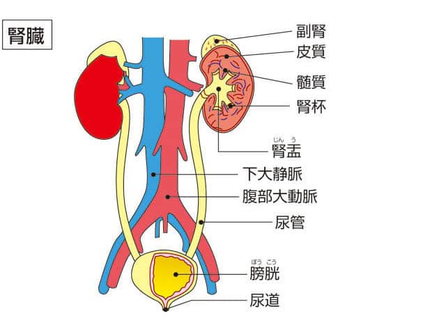 腎臓の画像