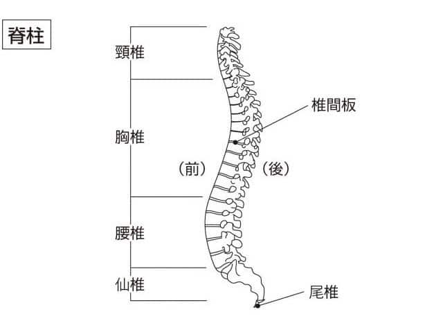 脊柱の画像