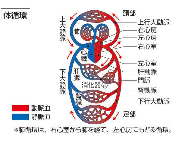 体循環の画像