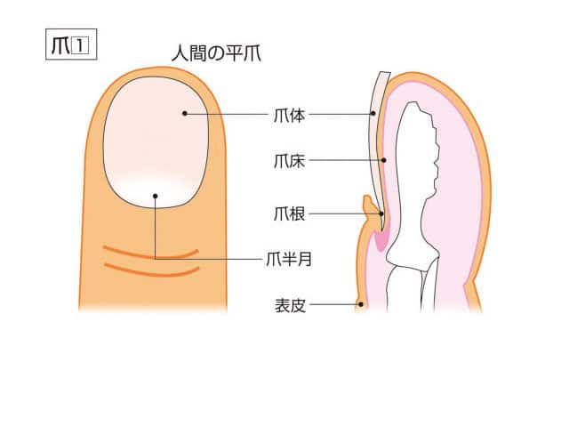 爪の画像