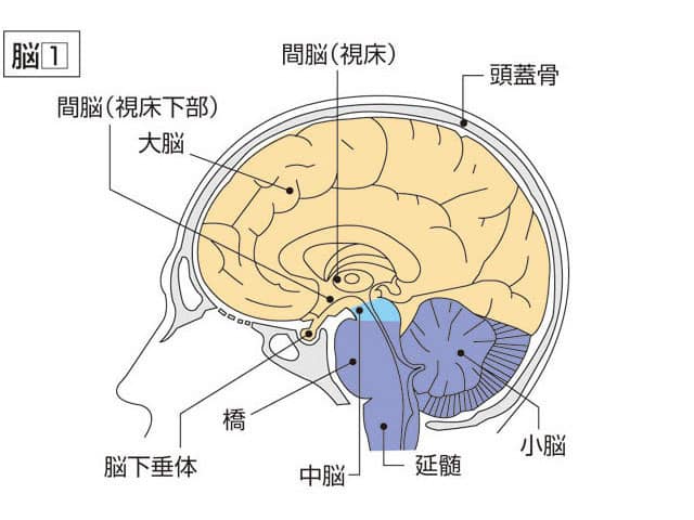脳の画像