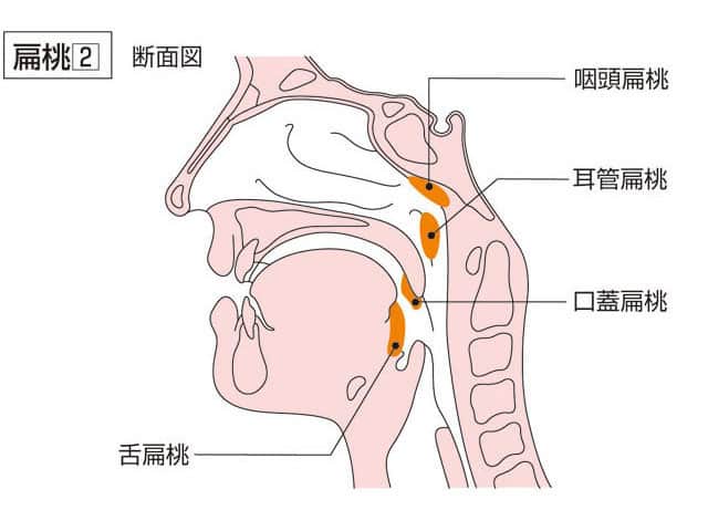 扁桃の画像