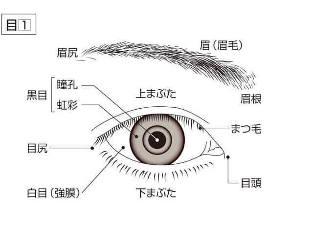 目/眼の画像