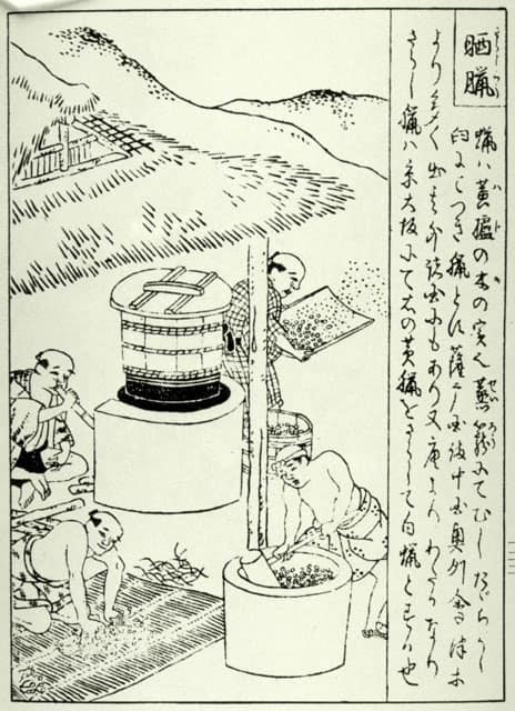 木蝋の画像