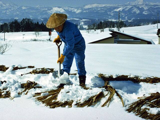 内山紙の画像