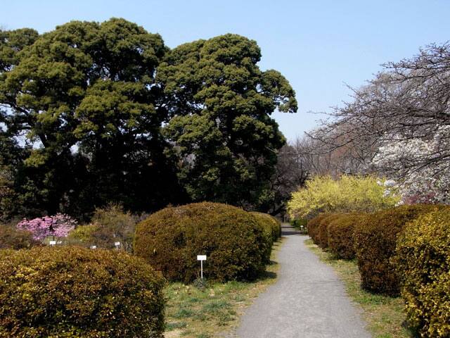 小石川植物園の画像