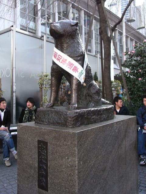 忠犬ハチ公の画像