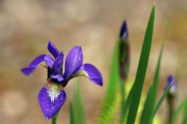 菖蒲の画像