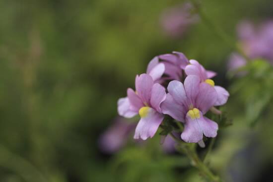 胡麻の葉草の画像