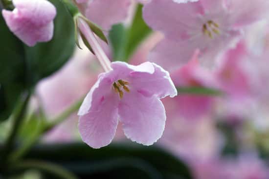 匂桜の画像