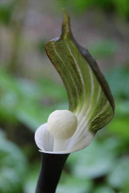 雪餅草の画像