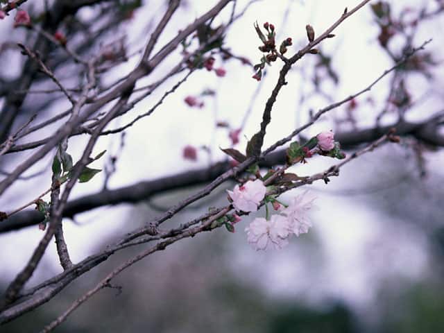 泰山府君の画像