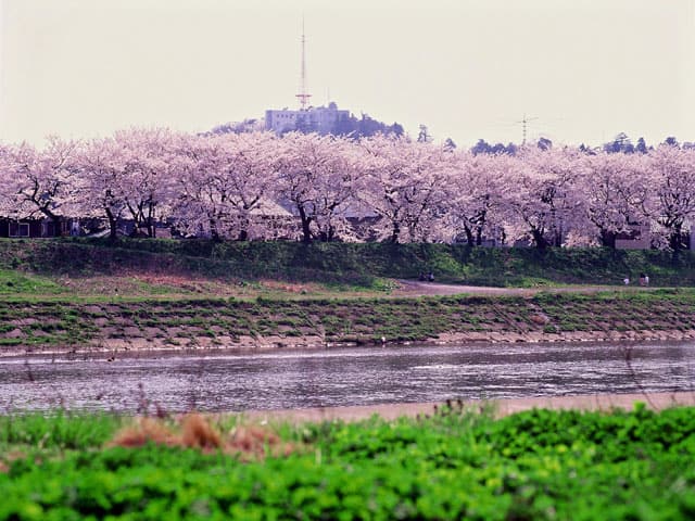 足羽川の画像
