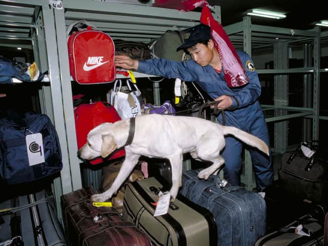 麻薬探知犬の画像