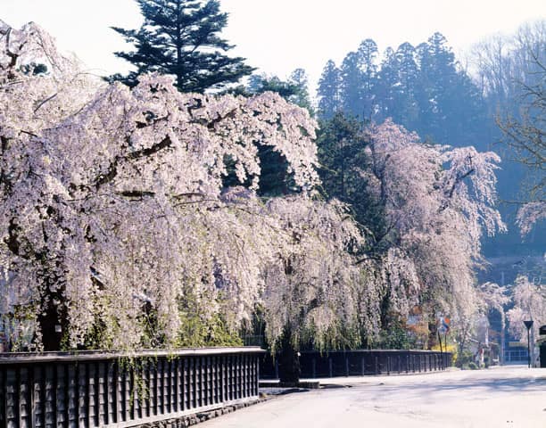 枝垂れ桜の画像
