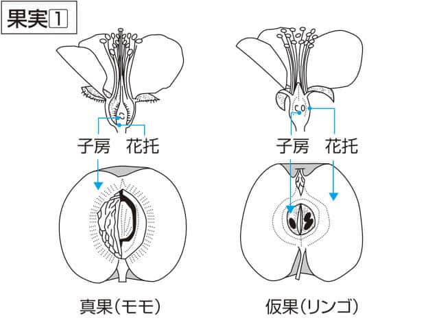 果実の画像