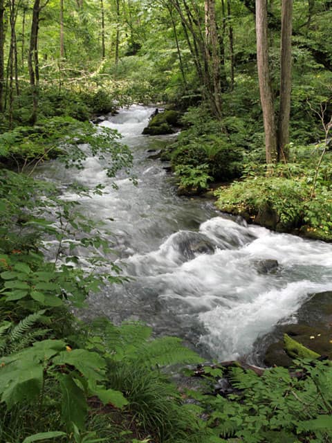 奥入瀬川の画像