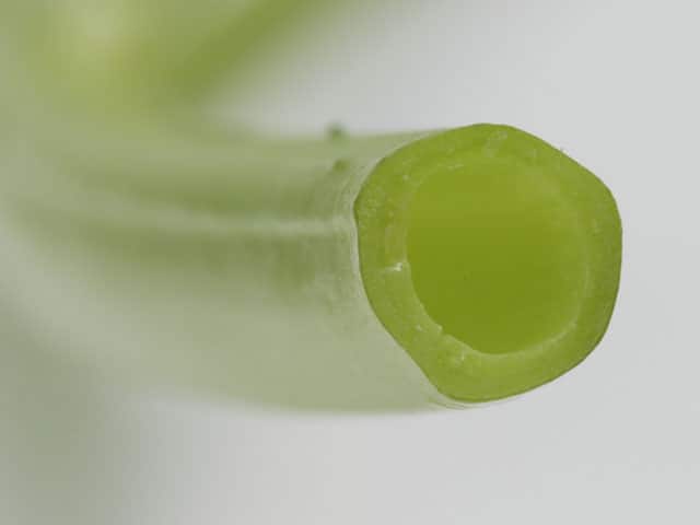 空心菜の画像