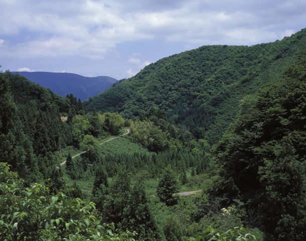 木ノ芽峠の画像