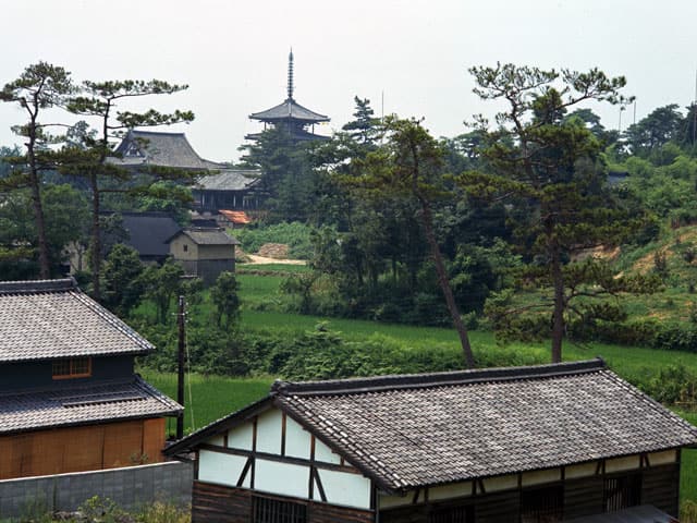 斑鳩の画像