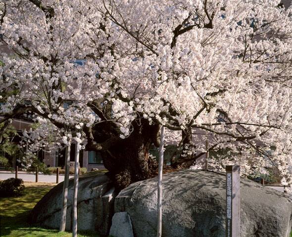 石割り桜の画像