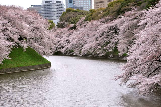 桜の画像