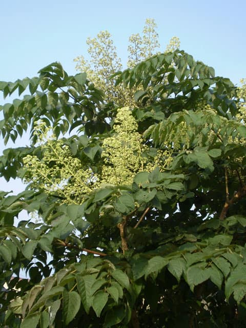 たらの木の画像