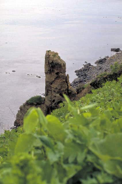 礼文島の画像