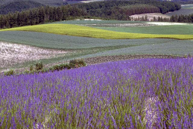富良野盆地の画像